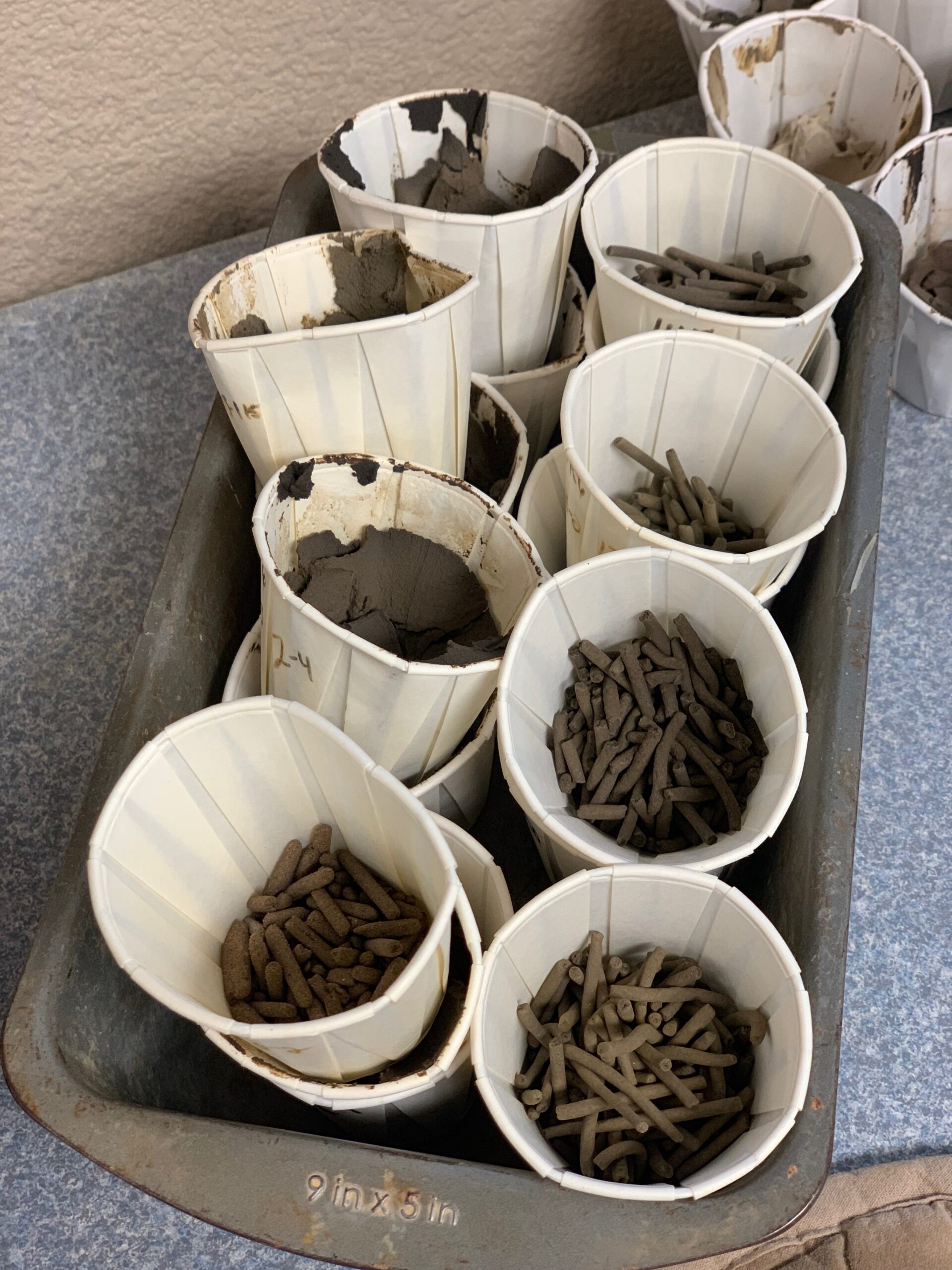 cmt lab samples - worms